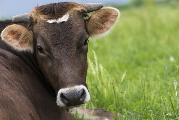 Portrait of brown cow gazing to the camera - Foto, imagen