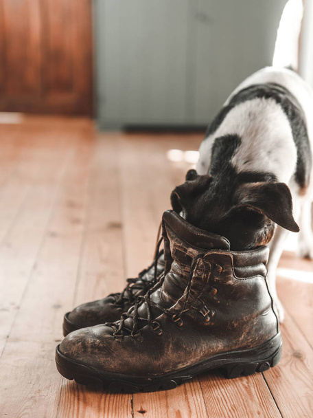 Dog and leather boots on wooden floor. Vintage home interior.. - Photo, Image