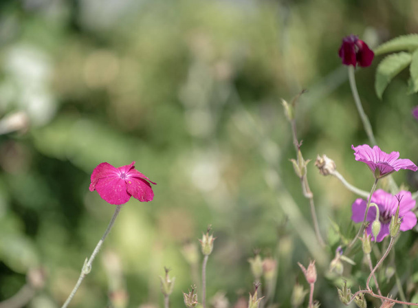 Impressionistic color outdoor macro of a wide open purple red blooming crown campion on pastel colored natural background taken on a sunny summer day in vintage painting style - Photo, Image