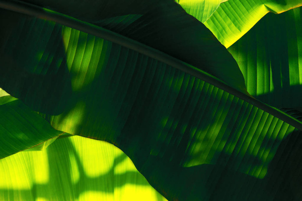 plants of tropics, background of palm leaves - 写真・画像