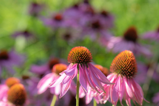 Fine art stilleven buiten floral macro van een wijd open roze oranje zonnehoed/echinacea bloesem op natuurlijke kleurrijke wazig tuin achtergrond genomen op een zonnige zomerdag - Foto, afbeelding