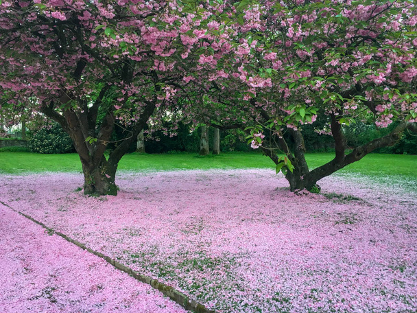 Árbol de magnolia con una alfombra de pétalos de magnolia caídos por debajo
 - Foto, imagen