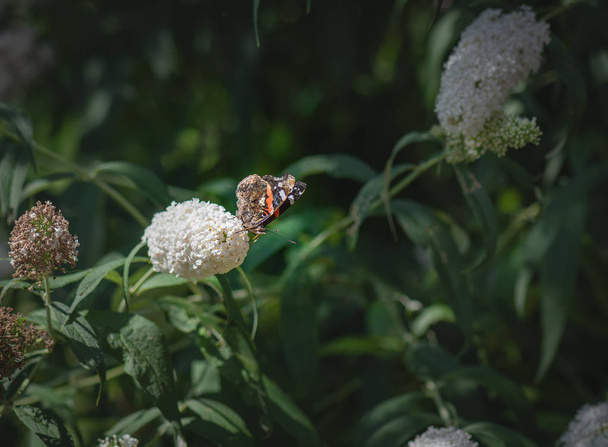 Színes külső makró a vanessa atalanta / piros admirális / piros csodálatra méltó pillangó, fehér virágzó orgonavirág a kertben egy nyári vagy tavaszi napon, természetes homályos zöld háttér - Fotó, kép