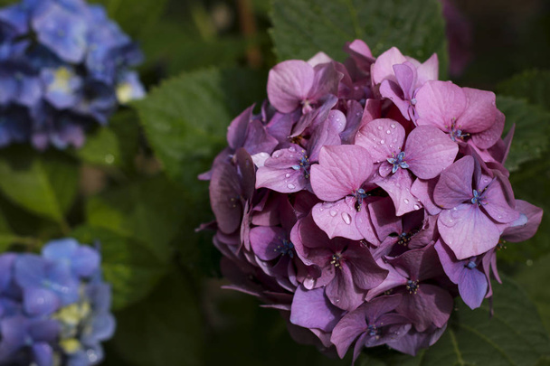 Mooie bloeiende hortensia bloem paars en blauw. - Foto, afbeelding