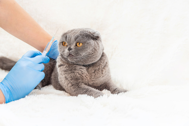 Kedilerin aşı. Veteriner ilaçları seçici odak. - Fotoğraf, Görsel
