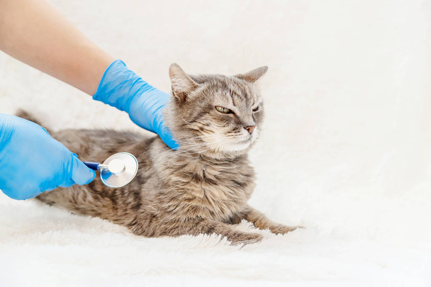 tratamiento de un gato, un fonendoscopio en las manos de un médico. enfoque selectivo
. - Foto, imagen
