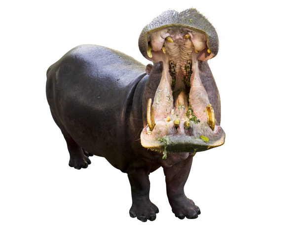 El hipopótamo está abriendo su boca aislada sobre un fondo blanco
. - Foto, imagen