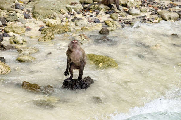 Молода мавпа стоїть на кам'яному пляжі
 - Фото, зображення