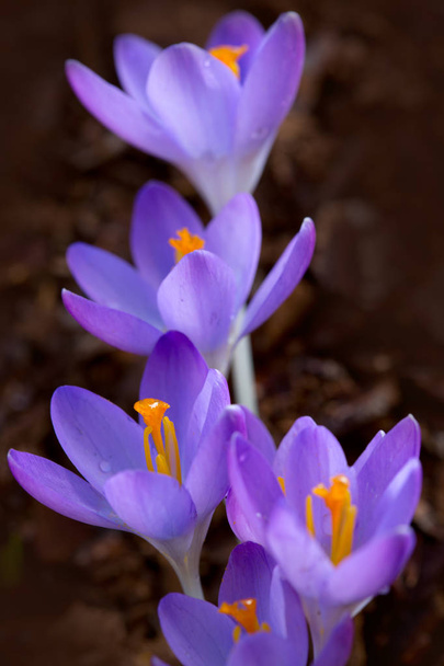 Frühling Hintergrund mit Nahaufnahme einer Gruppe von blühenden lila Krokusblüten . - Foto, Bild