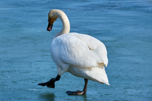 cisne meditando no gelo, uma perna
 - Foto, Imagem