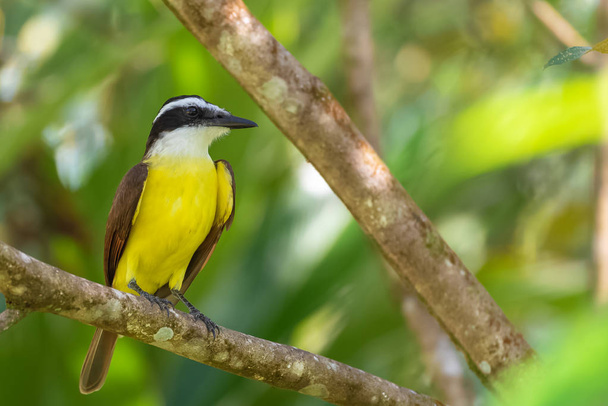    Gran kiskadee, ave exótica amarilla en Costa Rica
  - Foto, Imagen