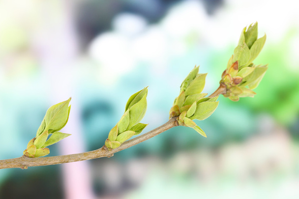 Blossoming buds on tree on bright background - Photo, Image