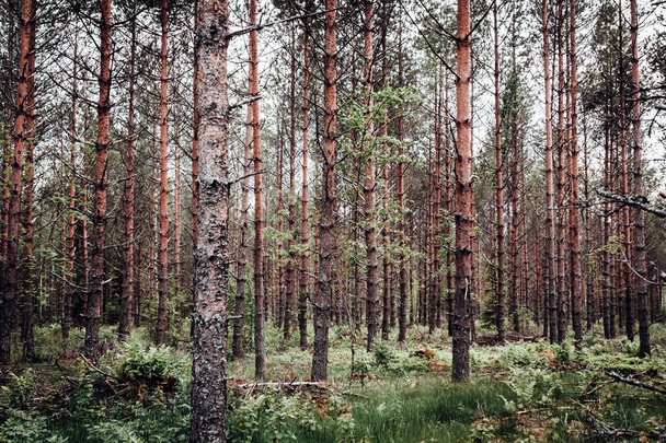 Forest Trees - Foto, Imagen