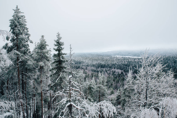 フィンランドの冷たい冬のシーン - 写真・画像