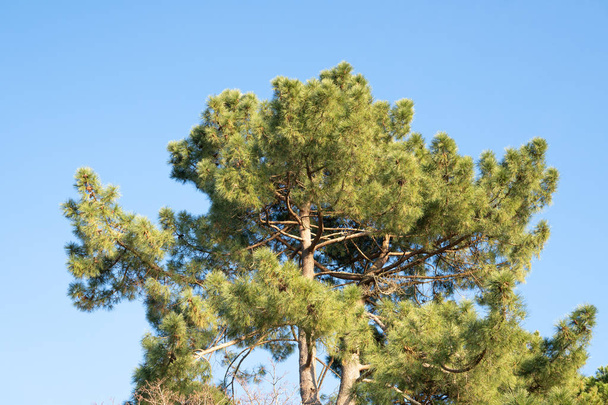 Shortleaf pine. Pinus echinata - Photo, Image