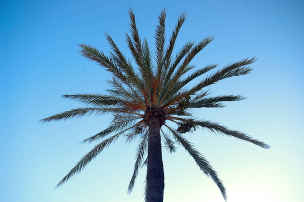 Palm tree with branches and leaves in the bay of the capital of Cadiz, Andalusia. Spain. Europe - Photo, Image