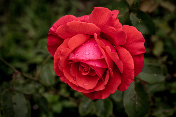 Krásné růžové růže v letní zelené zahradě s kapkami deště. Zahrada růží. Některé růže v zahradě. - Fotografie, Obrázek