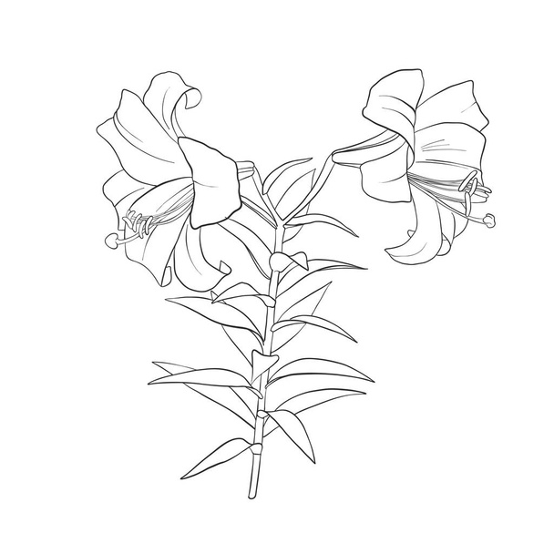 vector drawing flower - Vetor, Imagem