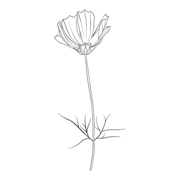 vector drawing flower of cosmos - Vecteur, image