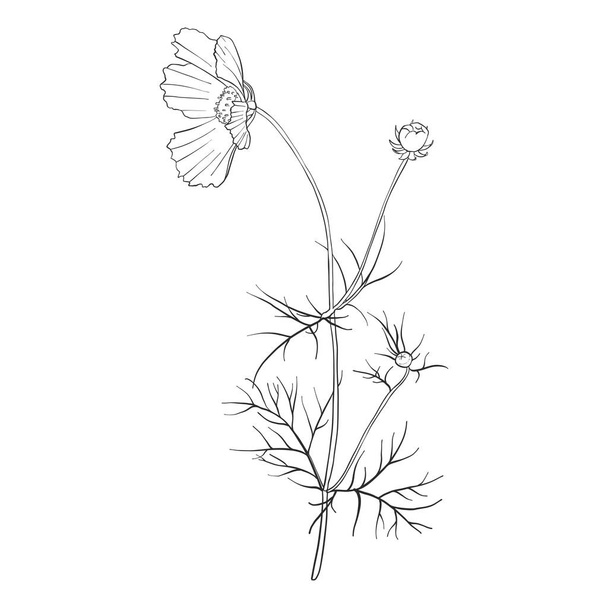 vector drawing flower of cosmos - Vetor, Imagem