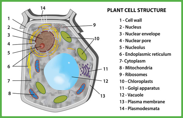 Rostlinné buňky struktura na bílém pozadí - vektorové ilustrace. - Vektor, obrázek