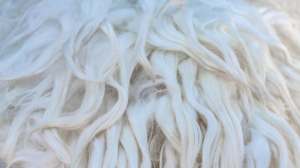 weiße weiche Wolle Textur Hintergrund, Watte, leichte natürliche Schafwolle - Foto, Bild