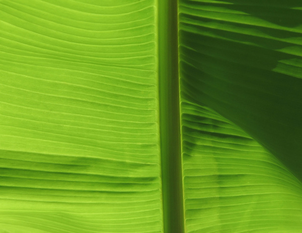 Leaf close-up - Zdjęcie, obraz