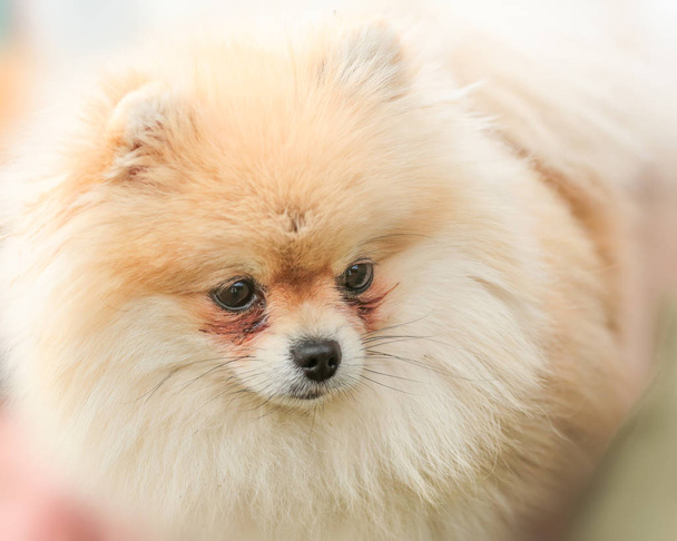 Carino piccolo cane ritratto di pomerania
  - Foto, immagini