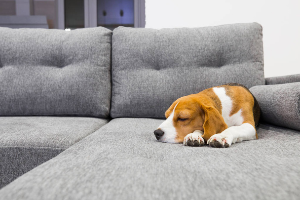 Dog sweetly sleeping indoors - Фото, изображение
