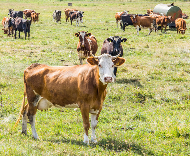 Koeien grazen in een weiland op een zonnige dag. - Foto, afbeelding