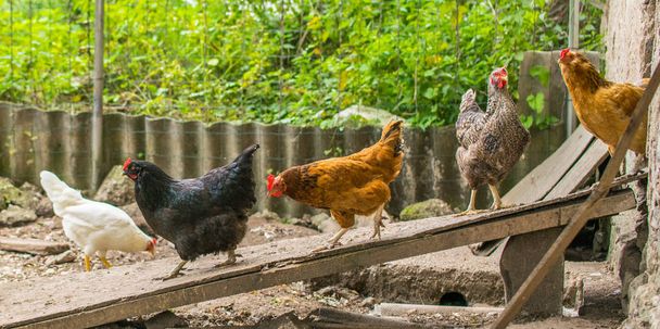 Domácí kuřata chůzi v zahradě. Drůbeže pocházející ze stodoly na procházku. - Fotografie, Obrázek