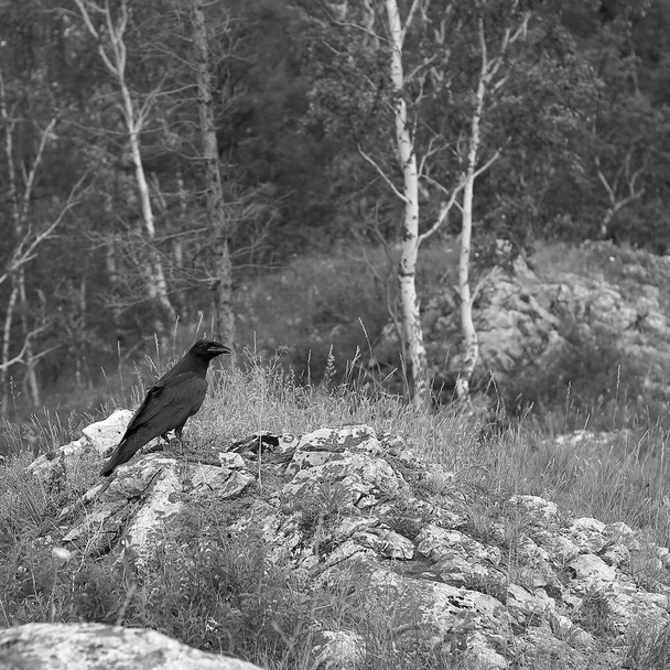 Common black raven bird in nature - Photo, Image