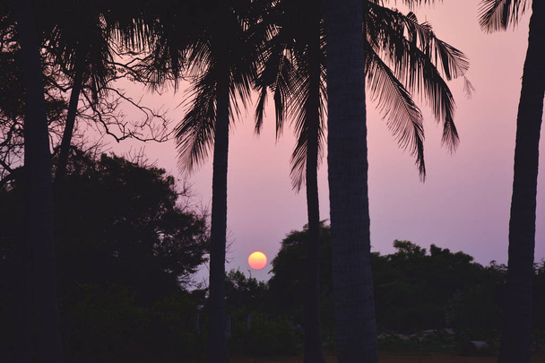 Palmiye ağaçları siluetleri üzerinde arka plan güneş ayarı ile. Sunse - Fotoğraf, Görsel