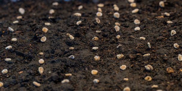 Vegetable seeds in a fresh garden ground in the garden - Фото, изображение