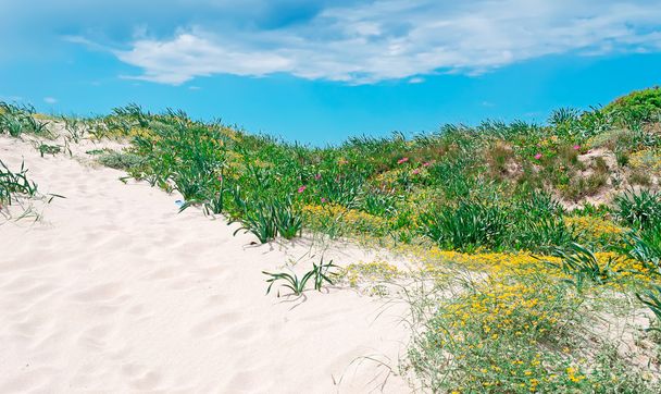 arena de dunas y plantas verdes
 - Foto, Imagen