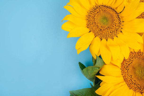 Sunflower bouquet on blue background - Foto, afbeelding