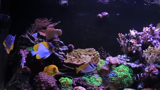 Όνειρο κοραλλιογενούς υφάλου ενυδρείο ψάρια σκηνές - Πλάνα, βίντεο