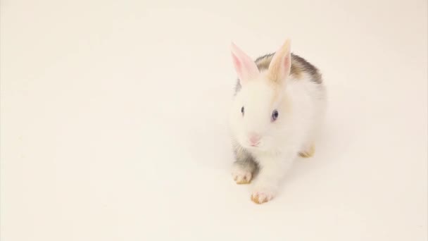 Adorable rabbit - Кадры, видео