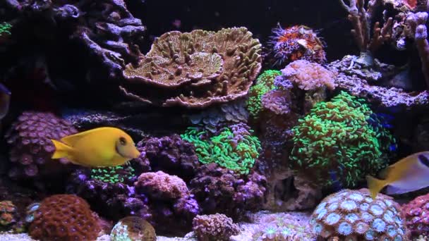 Сцены с аквариумом на коралловом рифе
 - Кадры, видео