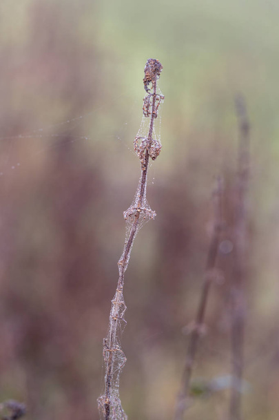 Bur covered in wet spider cobweb - Photo, Image