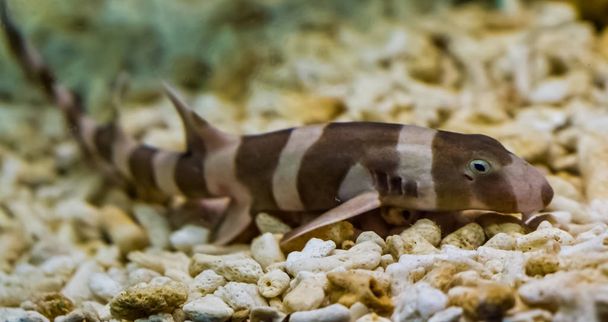 juvenile brown banded bamboo shark laying on the bottom, popular fish in aquaculture, tropical young fish from the pacific ocean - Photo, Image