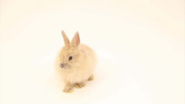 Adorable rabbit - Materiał filmowy, wideo