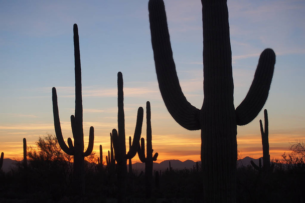 Cactus de Saguaro, Carnegiea gigantea, au coucher du soleil dans le parc national de Saguaro
. - Photo, image