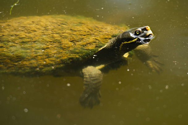 Australische Süßwasserschildkröte - Foto, Bild
