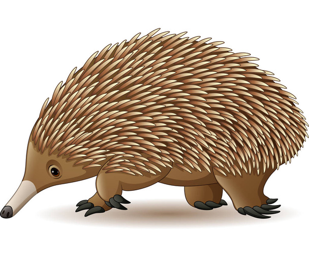 Vector illustration of Echidna isolated on white background - Vector, Image