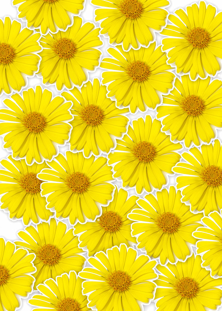 Fresh yellow flower (Doronicum orientale) background, optimism a - Photo, Image