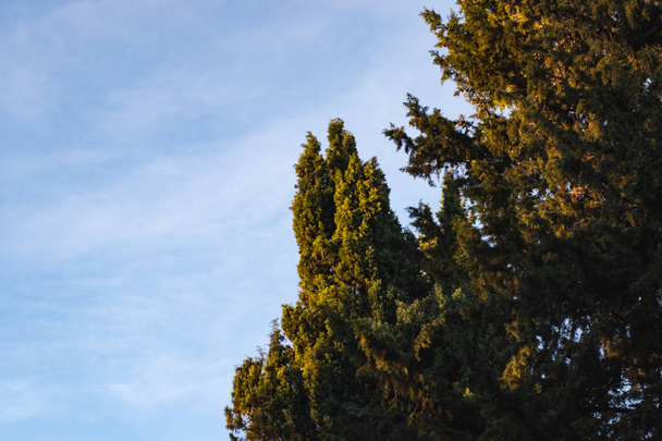 Зелене дерево на світлі заходу сонця на фоні блакитного неба
 - Фото, зображення