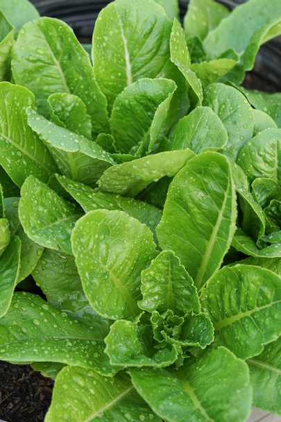 frische Salatblätter aus der Nähe - Foto, Bild