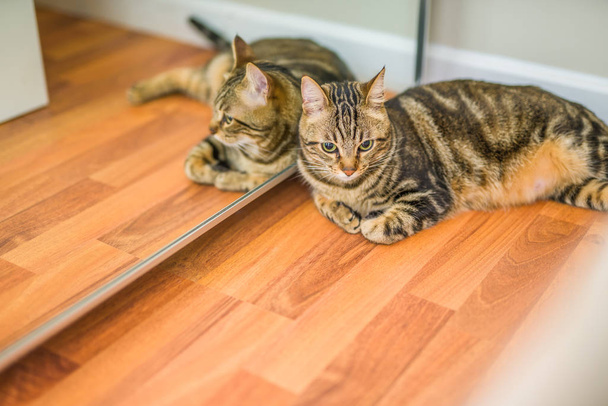 Mooie korte haren kat liggend op de vloer thuis - Foto, afbeelding