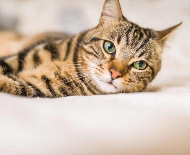 Hermoso gato de pelo corto acostado en la cama en casa
 - Foto, imagen